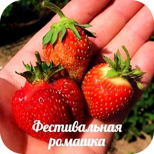Клубника "Фестивальная ромашка" 