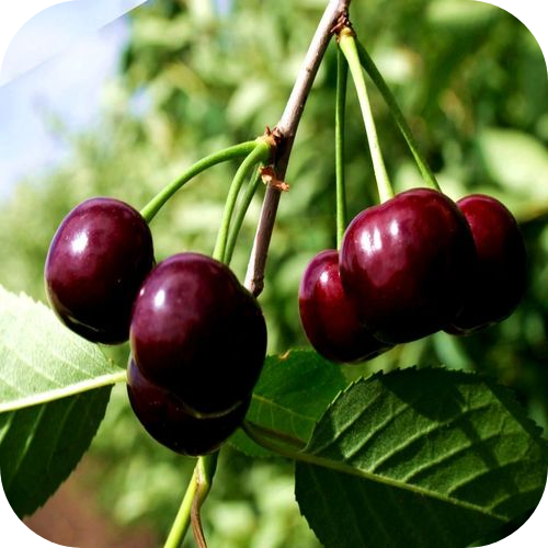 Вишня "Любимица" 